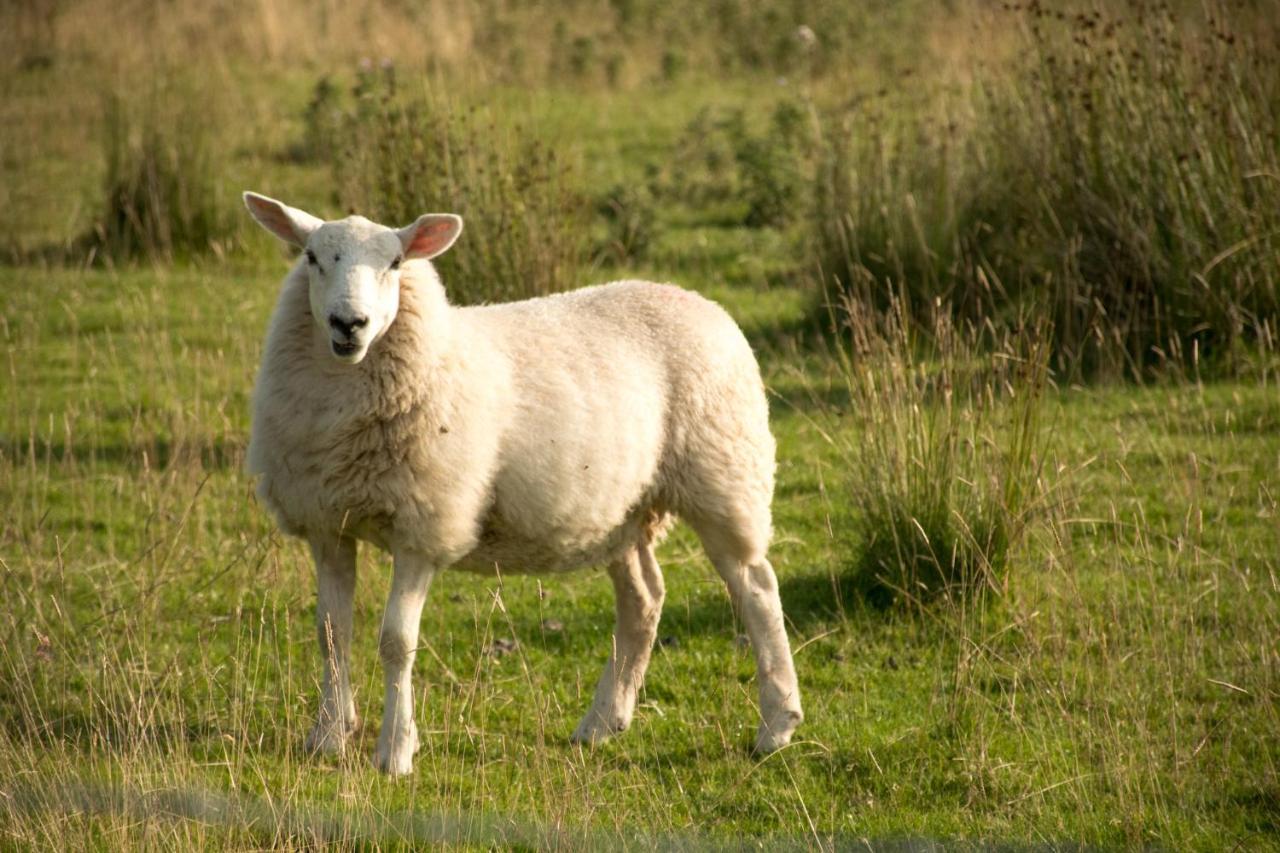 Farm stay Wild Northumberland Glamping *